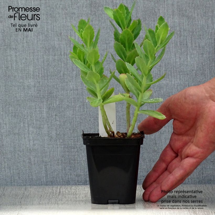 Exemplar von Fetthenne Herbstfreude - Sedum Kleine Töpfe von 8/9 cm wie im Frühjahr geliefert