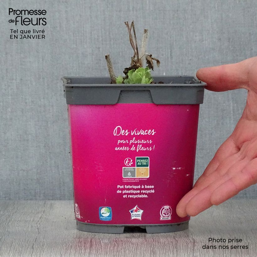 Exemplar von Fetthenne Herbstfreude - Sedum Topf mit 2L/3L wie im Winter geliefert