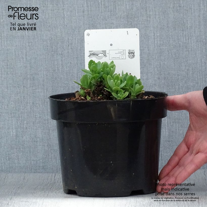 Exemplar von Fetthenne Herbstfreude - Sedum Topf mit 3L/4L wie im Winter geliefert