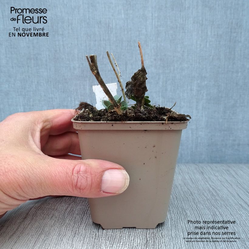 Exemplar von Fetthenne Jose Aubergine - Sedum spectabile Kleine Töpfe von 8/9 cm wie im Herbst geliefert