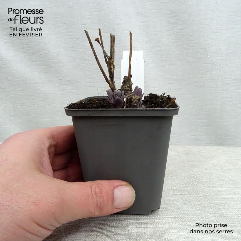 Exemplar von Fetthenne Jose Aubergine - Sedum spectabile Kleine Töpfe von 8/9 cm wie im Winter geliefert