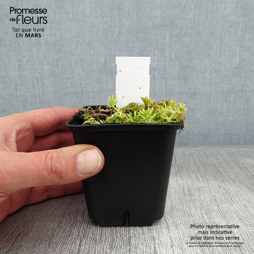 Exemplar von Fetthenne Lemon Ball - Sedum Kleine Töpfe von 8/9 cm wie im Winter geliefert