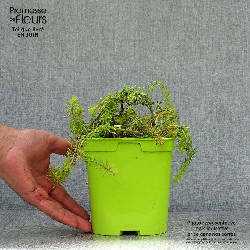 Exemplar von Fetthenne Lemon Ball - Sedum Topf mit 2L/3L wie im Sommer geliefert