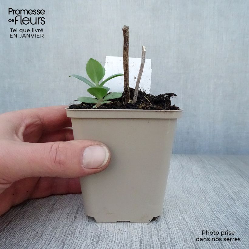 Exemplar von Fetthenne Matrona - Sedum Kleine Töpfe von 8/9 cm wie im Winter geliefert