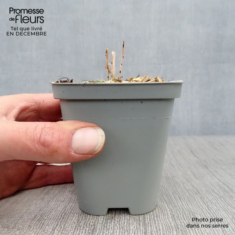 Exemplar von Fetthenne Mr Goodbud - Sedum Kleine Töpfe von 8/9 cm wie im Winter geliefert