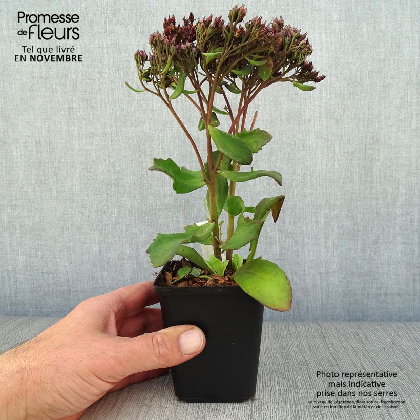 Exemplar von Fetthenne Mr Goodbud - Sedum Kleine Töpfe von 8/9 cm wie im Herbst geliefert