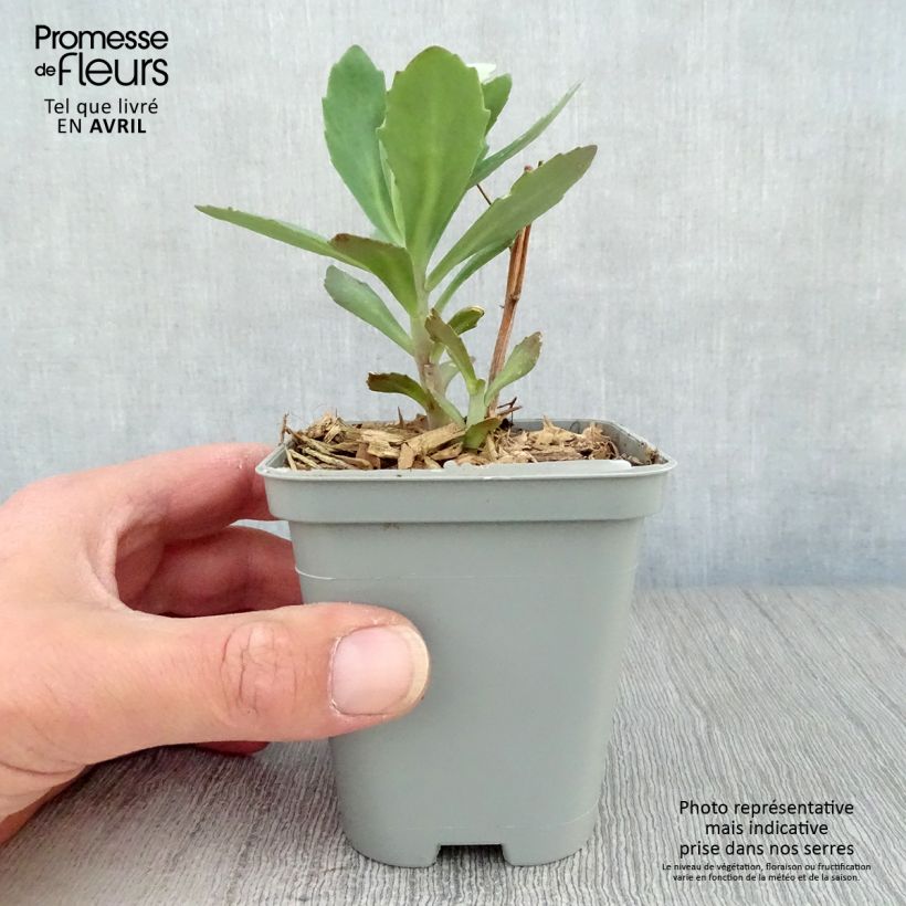 Exemplar von Fetthenne Mr Goodbud - Sedum Kleine Töpfe von 8/9 cm wie im Frühjahr geliefert