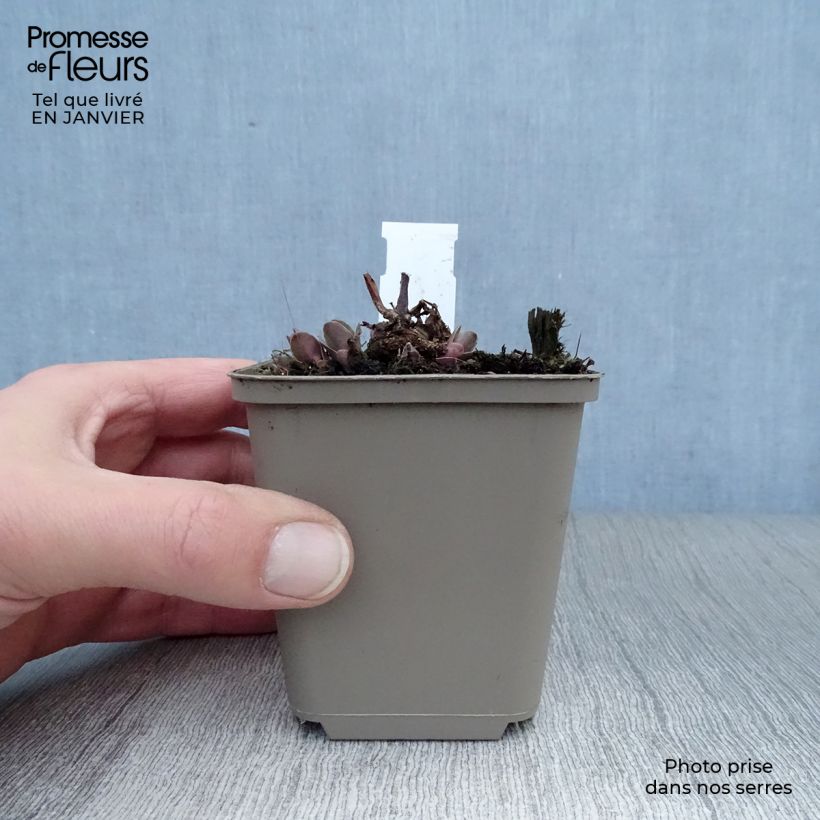 Exemplar von Fetthenne Purple Emperor - Sedum spectabile Kleine Töpfe von 8/9 cm wie im Winter geliefert