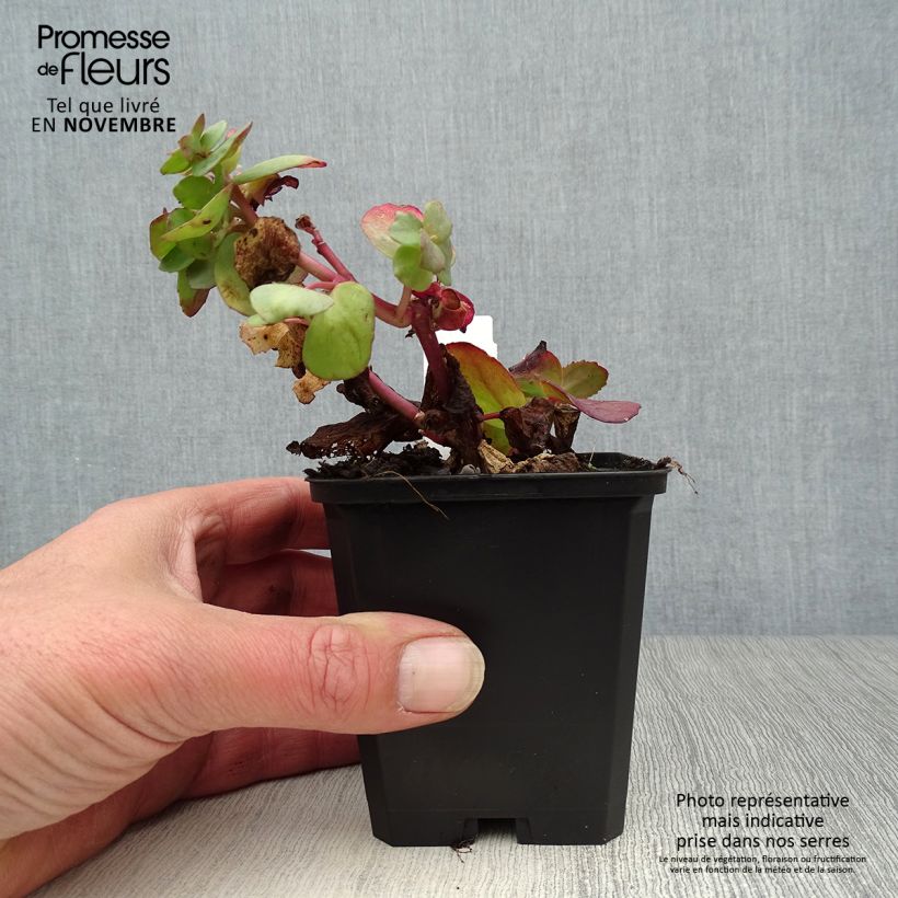 Exemplar von Fetthenne Red Cauli - Sedum Kleine Töpfe von 8/9 cm wie im Herbst geliefert