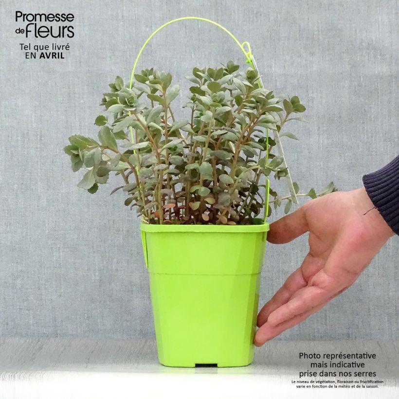 Exemplar von Fetthenne Sunsparkler Plum Dazzled - Sedum Topf mit 1,5L/2L wie im Frühjahr geliefert