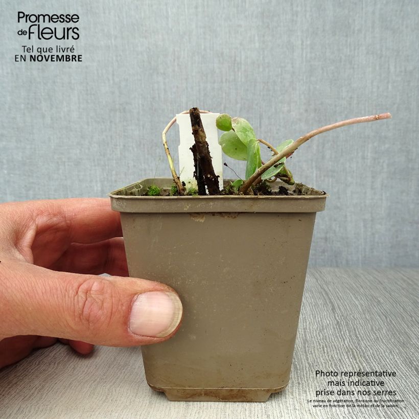 Exemplar von Fetthenne Stewed Rhubarb Mountain - Sedum Kleine Töpfe von 8/9 cm wie im Herbst geliefert