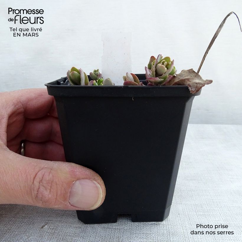 Exemplar von Fetthenne Strawberry and Cream - Sedum Kleine Töpfe von 8/9 cm wie im Frühjahr geliefert