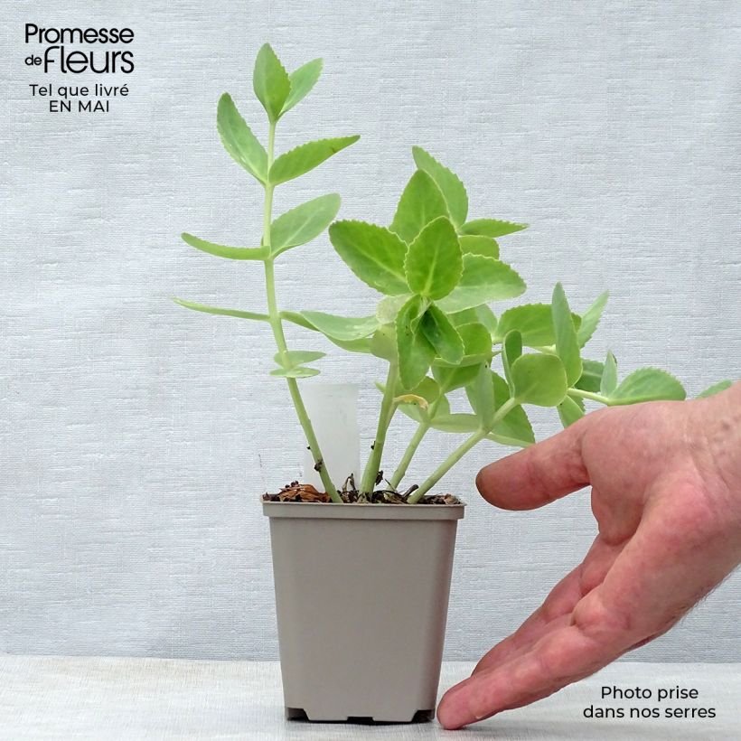 Exemplar von Fetthenne Sunkissed - Sedum Kleine Töpfe von 8/9 cm wie im Frühjahr geliefert