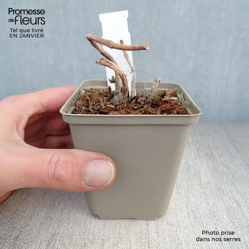 Exemplar von Fetthenne Sunkissed - Sedum Kleine Töpfe von 8/9 cm wie im Winter geliefert