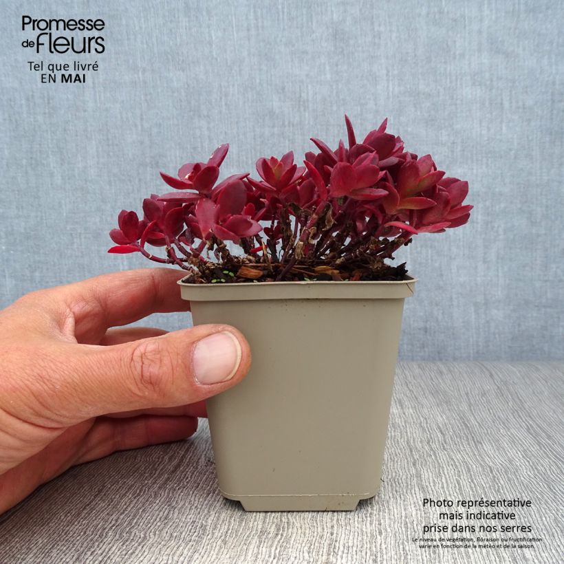 Exemplar von Fetthenne Sunsparkler Cherry Tart - Sedum Kleine Töpfe von 8/9 cm wie im Frühjahr geliefert