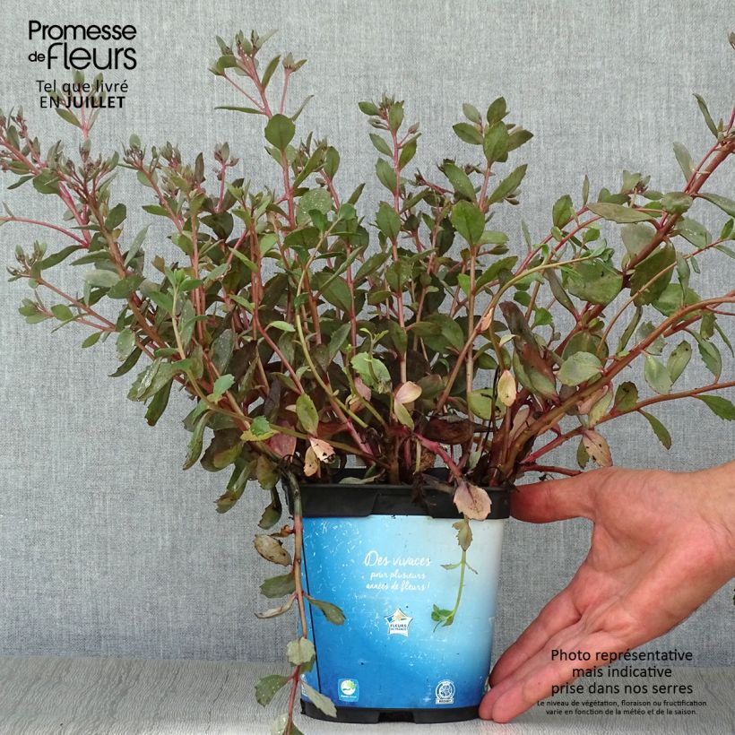 Exemplar von Fetthenne Sunsparkler Dazzleberry - Sedum Topf mit 2L/3L wie im Sommer geliefert
