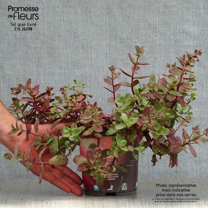 Exemplar von Fetthenne Sunsparkler Firecracker - Sedum Topf mit 1,5L/2L wie im Sommer geliefert