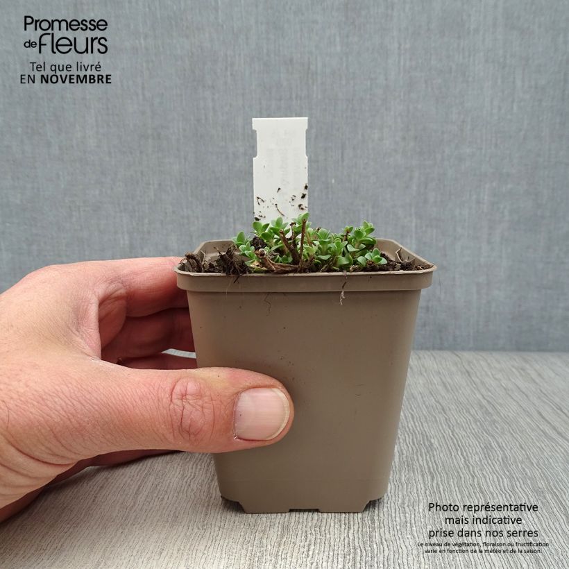 Exemplar von Fetthenne Sunsparkler Firecracker - Sedum Kleine Töpfe von 8/9 cm wie im Herbst geliefert