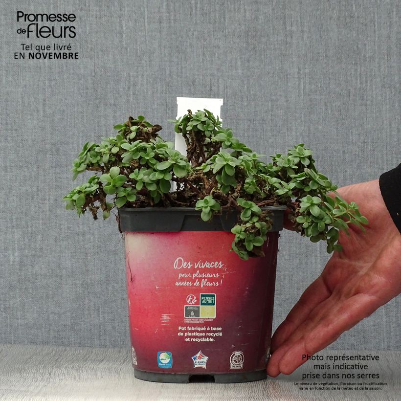 Exemplar von Fetthenne Sunsparkler Firecracker - Sedum Topf mit 1,5L/2L wie im Herbst geliefert