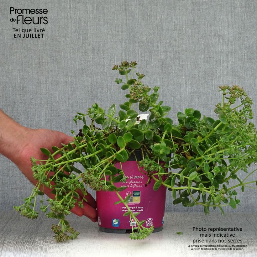 Exemplar von Fetthenne Sunsparkler Lime Zinger - Sedum Topf mit 2L/3L wie im Sommer geliefert