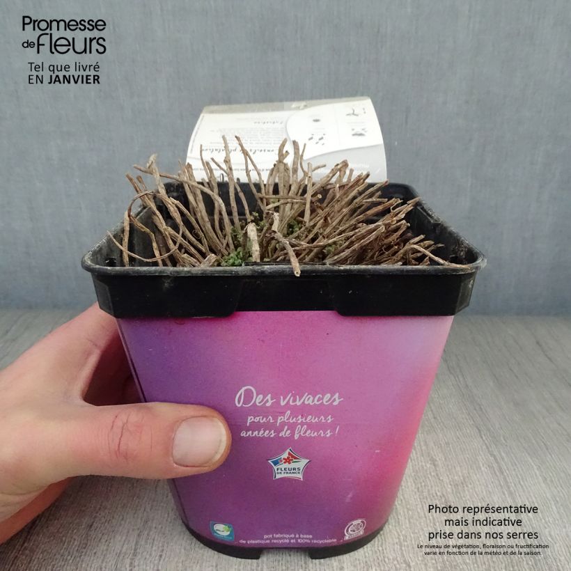 Exemplar von Fetthenne Sunsparkler Lime Zinger - Sedum Topf mit 2L/3L wie im Winter geliefert