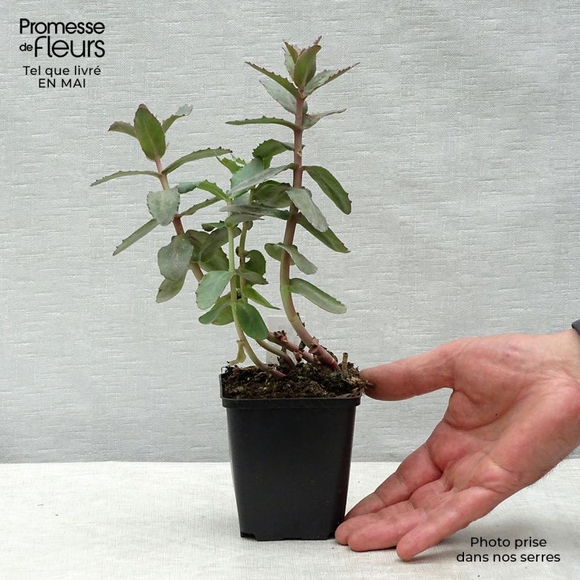 Exemplar von Fetthenne Twinkling Star - Sedum spectabile Kleine Töpfe von 8/9 cm wie im Frühjahr geliefert