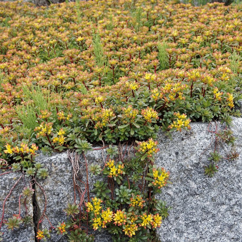 Fetthenne Weihenstephaner Gold - Sedum kamtschaticum var. floriferum (Hafen)