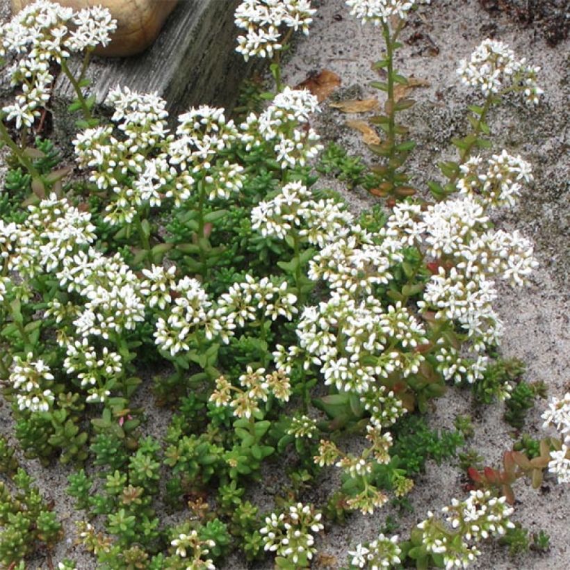 Fetthenne Coral Carpet - Sedum album (Hafen)