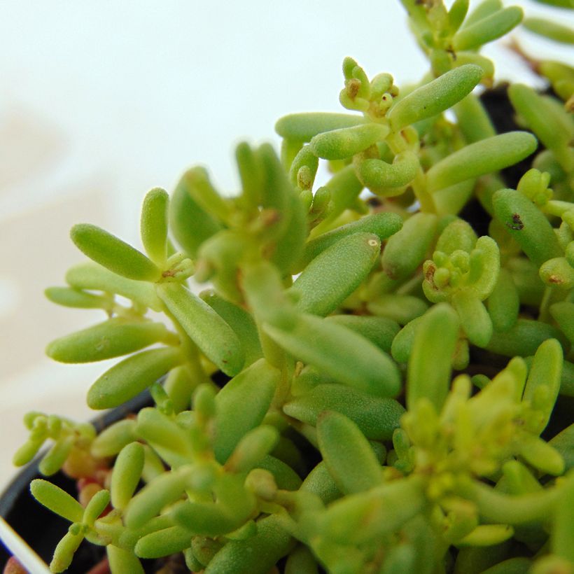 Fetthenne Coral Carpet - Sedum album (Laub)