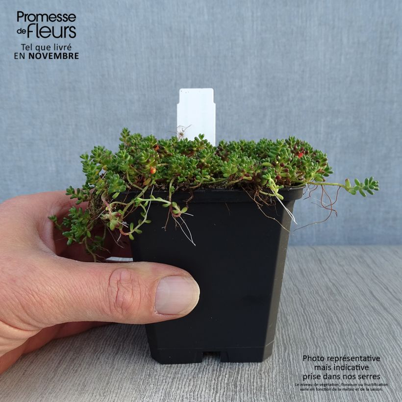 Exemplar von Fetthenne Coral Carpet - Sedum album Kleine Töpfe von 8/9 cm wie im Herbst geliefert