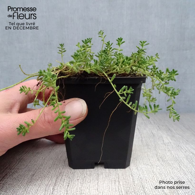 Exemplar von Fetthenne Coral Carpet - Sedum album Kleine Töpfe von 8/9 cm wie im Winter geliefert