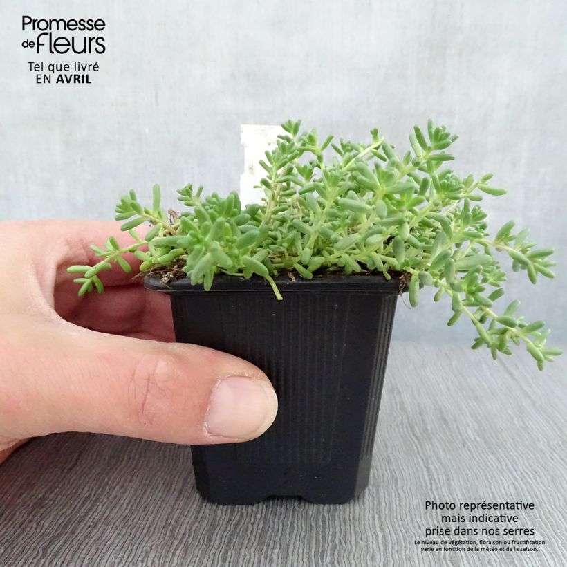 Exemplar von Fetthenne - Sedum album var. murale Kleine Töpfe von 8/9 cm wie im Frühjahr geliefert