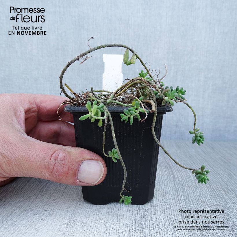 Exemplar von Fetthenne - Sedum album var. murale Kleine Töpfe von 8/9 cm wie im Herbst geliefert