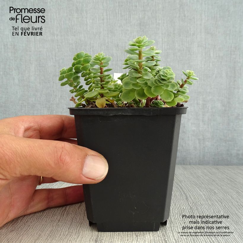 Exemplar von Fetthenne - Sedum anacampseros Kleine Töpfe von 8/9 cm wie im Herbst geliefert