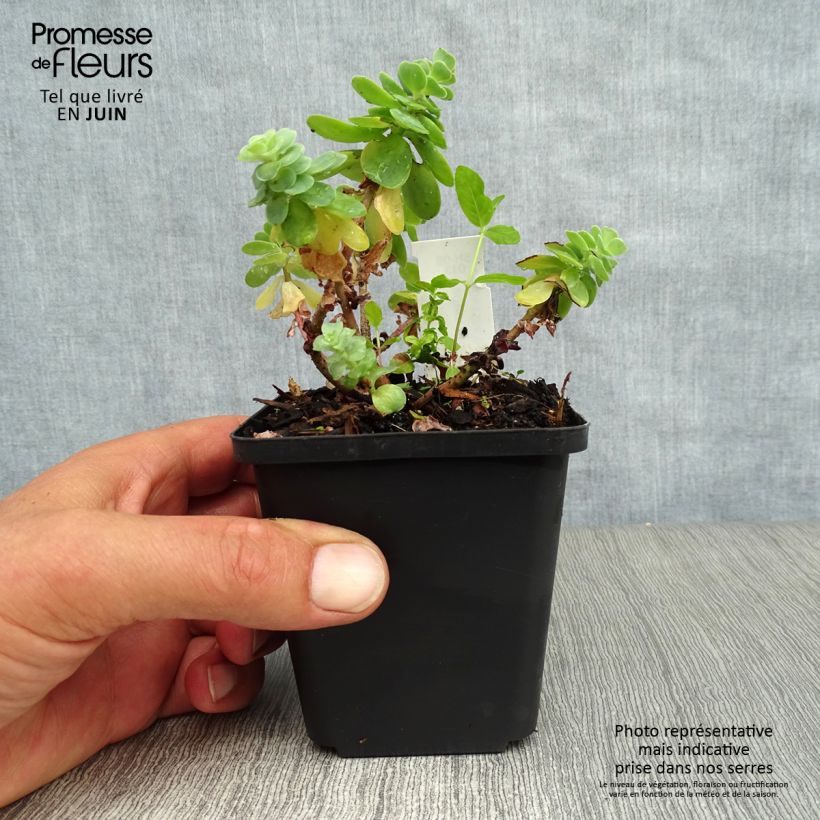 Exemplar von Fetthenne - Sedum anacampseros Kleine Töpfe von 8/9 cm wie im Sommer geliefert