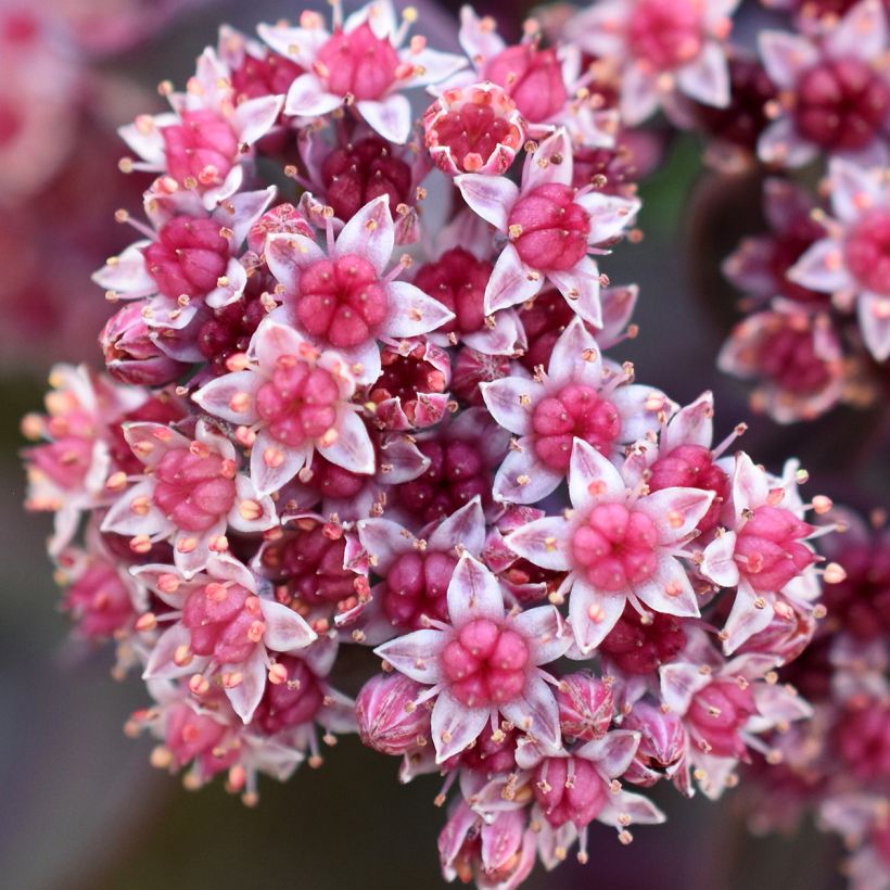 Fetthenne Robustum - Sedum cauticola (Blüte)