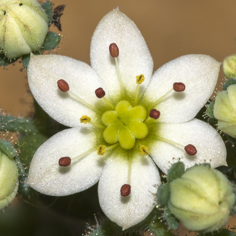 Fetthenne - Sedum dasyphyllum (Blüte)