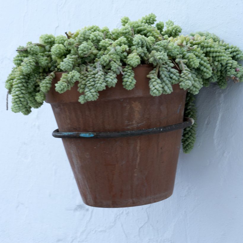 Fetthenne - Sedum dasyphyllum (Hafen)