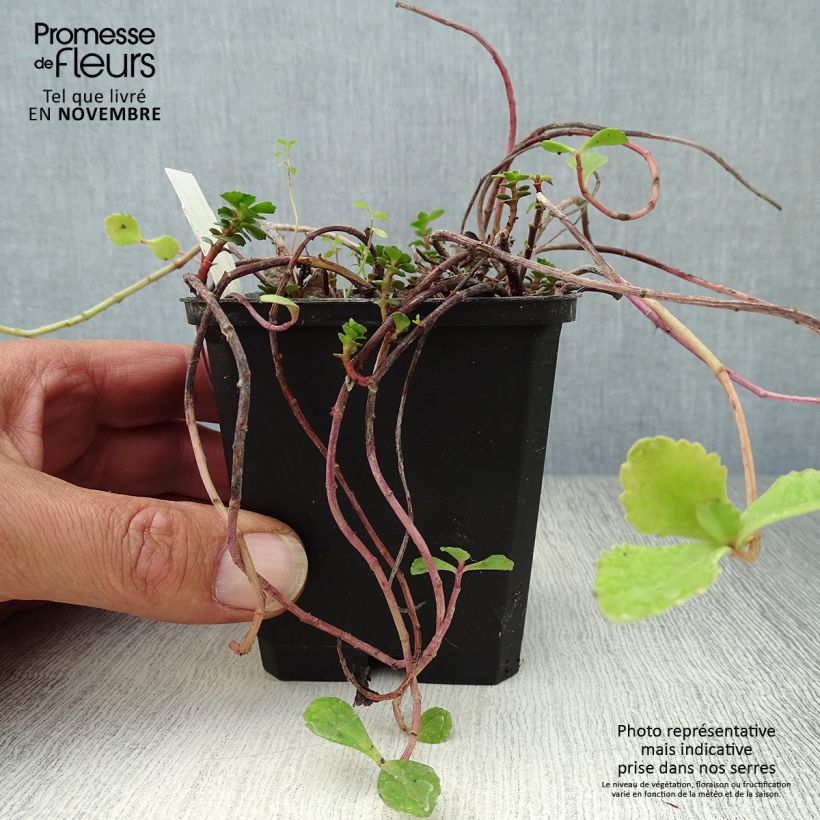 Exemplar von Fetthenne - Sedum kamtchaticum Kleine Töpfe von 8/9 cm wie im Herbst geliefert