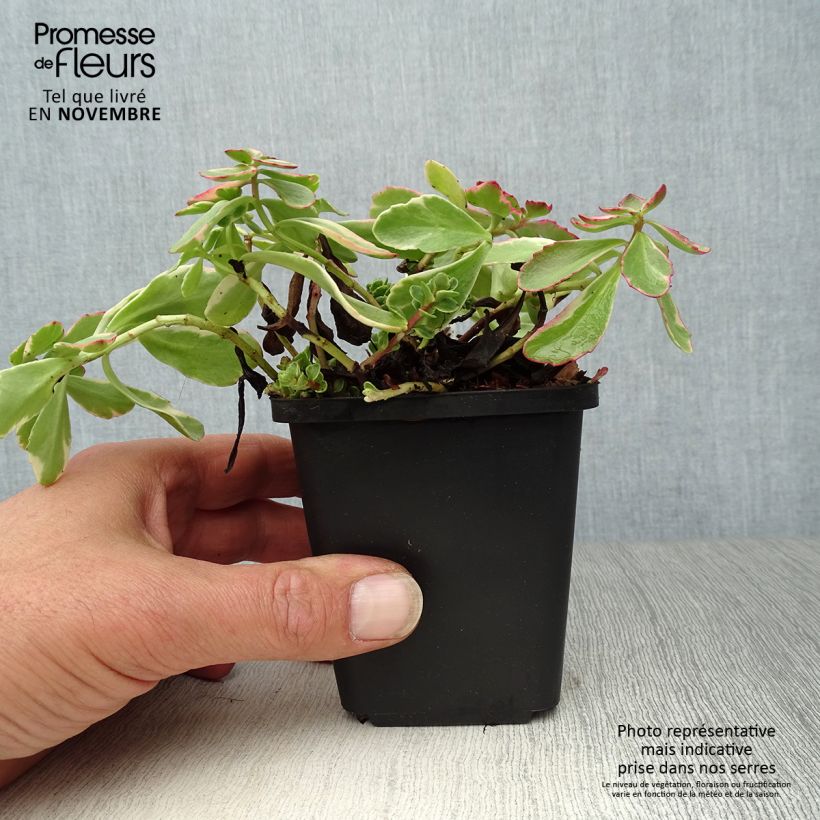 Exemplar von Fetthenne Variegatum - Sedum kamtchaticum Kleine Töpfe von 8/9 cm wie im Herbst geliefert
