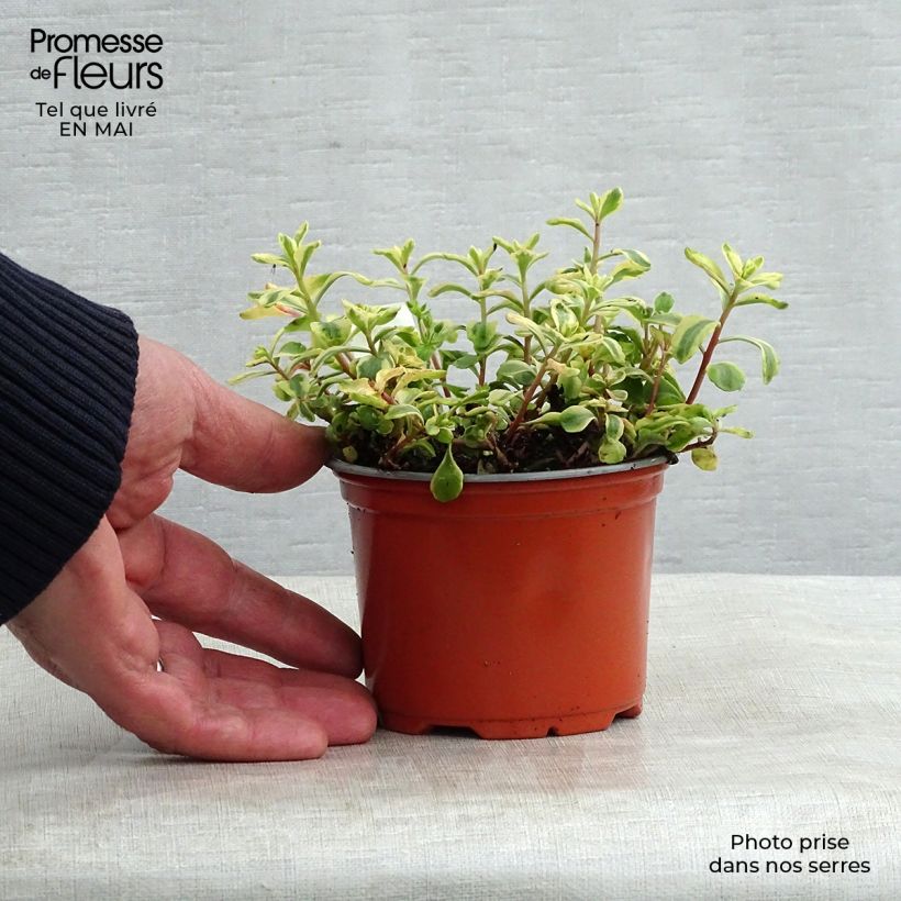 Exemplar von Fetthenne Variegatum - Sedum kamtchaticum Kleine Töpfe von 8/9 cm wie im Frühjahr geliefert