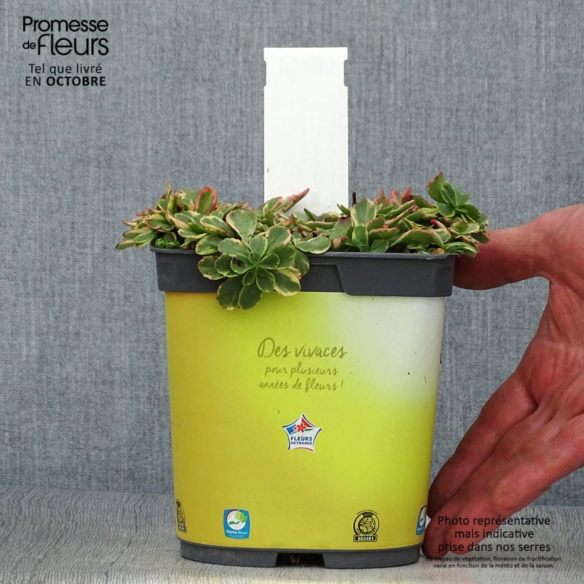 Exemplar von Fetthenne Variegatum - Sedum kamtchaticum Topf mit 2L/3L wie im Herbst geliefert