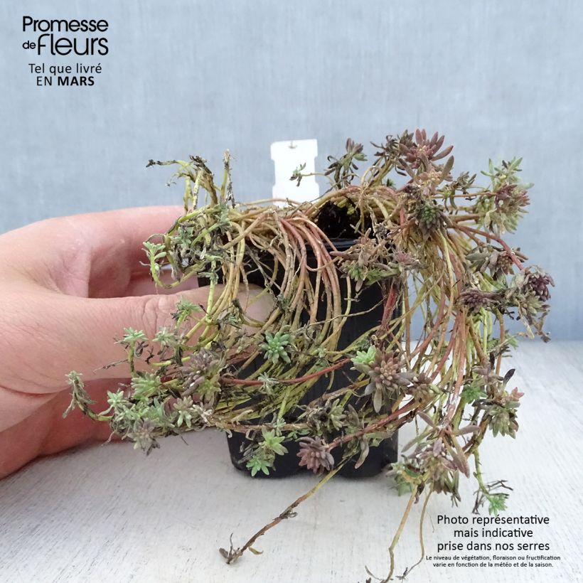 Exemplar von Fetthenne Glaucum - Sedum lydium Kleine Töpfe von 8/9 cm wie im Frühjahr geliefert