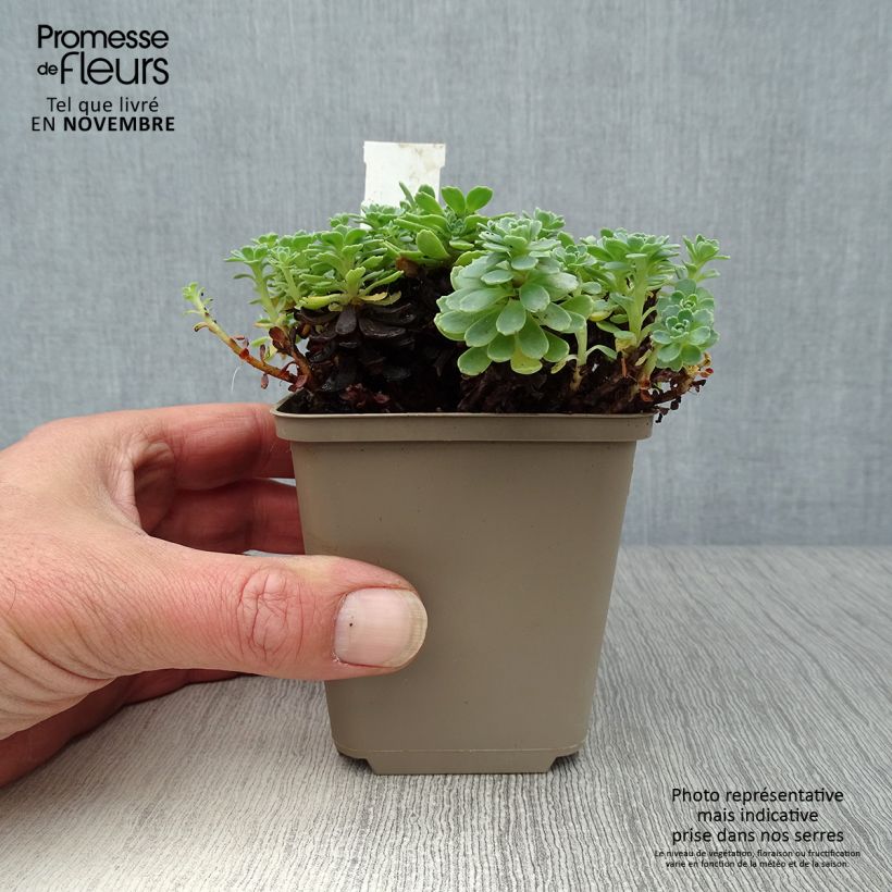 Exemplar von Fetthenne - Sedum pachyclados Kleine Töpfe von 8/9 cm wie im Herbst geliefert