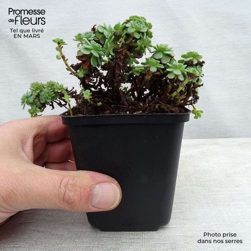 Exemplar von Fetthenne - Sedum pachyclados Kleine Töpfe von 8/9 cm wie im Frühjahr geliefert