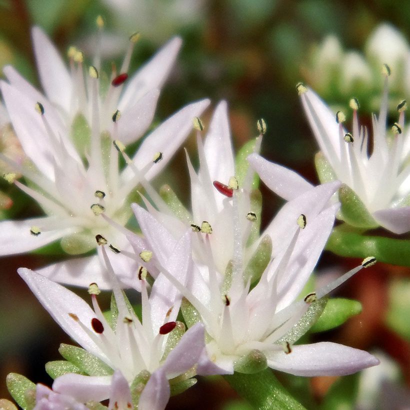 Fetthenne - Sedum pulchellum (Blüte)