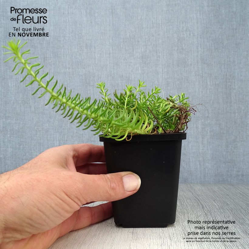 Exemplar von Fetthenne Angelina - Sedum reflexum Kleine Töpfe von 8/9 cm wie im Herbst geliefert
