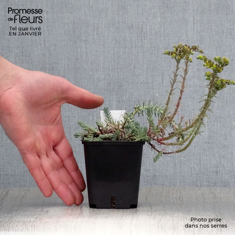 Exemplar von Fetthenne Blue Spruce - Sedum reflexum Kleine Töpfe von 8/9 cm wie im Winter geliefert