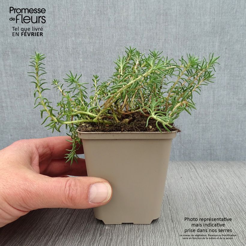 Exemplar von Fetthenne - Sedum reflexum Kleine Töpfe von 8/9 cm wie im Winter geliefert