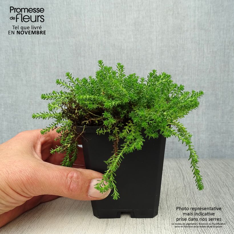 Exemplar von Milder Mauerpfeffer - Sedum sexangulare Kleine Töpfe von 8/9 cm wie im Herbst geliefert